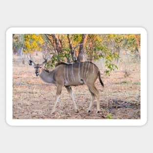 Female Kudu in the Bush Sticker